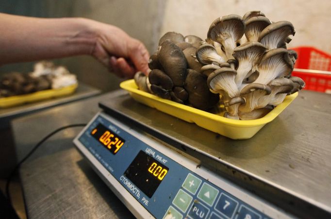 An employee weighs and packs oyster mushrooms, also known as Veshenka mushrooms or Pleurotus Ostreatus, at a private mushroom farm in the settlement of Beryozovka outside Krasnoyarsk, May 16, 2012. The farm is the only cultivator and supplier of oyster mushrooms in the region. Oyster mushrooms lower cholesterol levels and reduce the risk of oncological diseases, according to farm co-owner Sergei Murunov. REUTERS/Ilya Naymushin (RUSSIA - Tags: AGRICULTURE SOCIETY) Published: Kvě. 16, 2012, 2:59 odp.