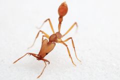 Tým vědců vedený Čechem objevil na ostrově v Tichém oceánu nové druhy mravenců
