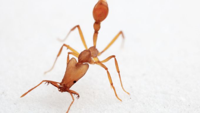 Jeden z nových nepopsaných druhů mravenců objevený během expedice v horském pralese.