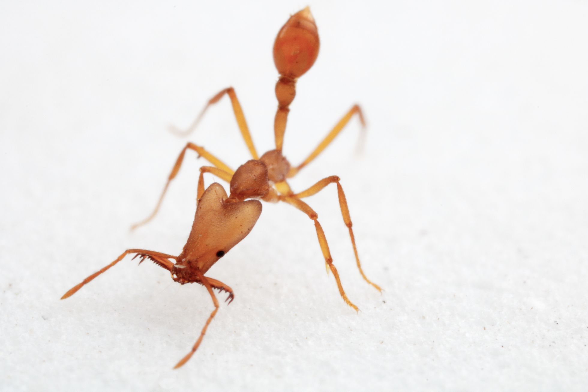 Jeden z nových nepopsaných druhů mravenců objevený během expedice v horském pralese.