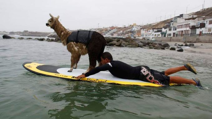 Peruánská lama alpaka v nezvyklé poloze: na surfu
