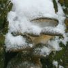 Houby v zimě - hlíva ústřičná