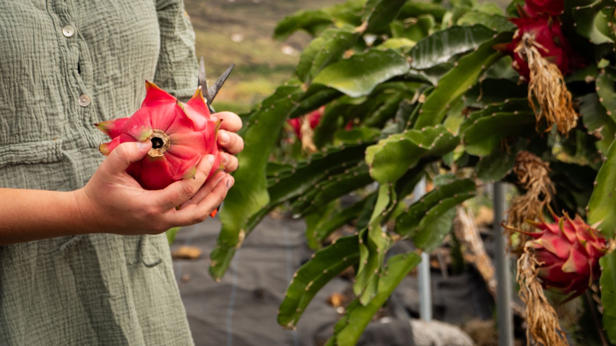 bety kapitanova, ostrov chuti, zena
