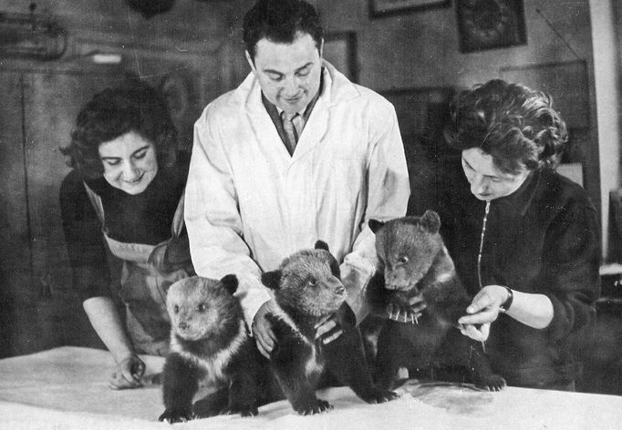 Veterinář MVDr. Jaroslav Jedlička s medvíďaty. Nedatovaný archivní snímek z historie Brněnské ZOO, která letos v srpnu oslavila kulaté výročí 70. let od svého založení.