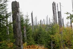 Na Šumavě se má omezit kácení stromů. Příroda si podle expertů poradí sama