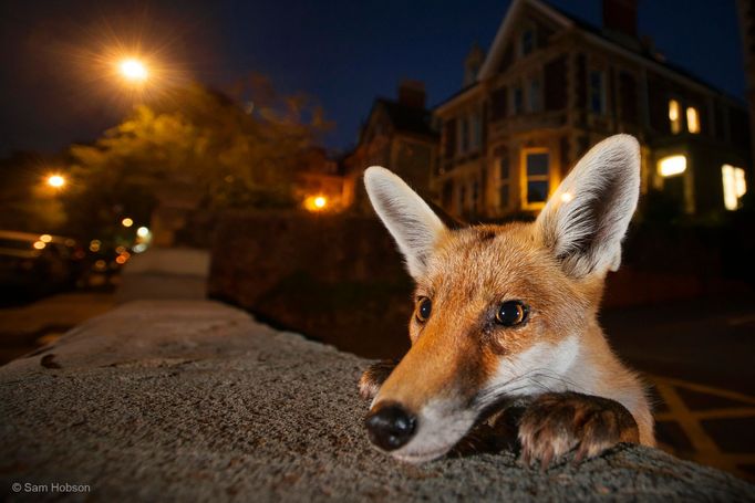 Zvědavé liščí mládě se rozhlíží na předměstí Bristolu (Nikon D800).