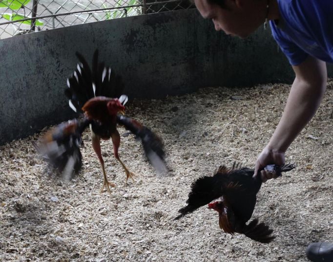 A man trains a cockerel at a fighting cock breeding center on the outskirts of Havana June 16, 2012. In Cuba, it's legal to own cocks, it's legal to train them to fight and it's legal to fight them, but since the 1959 Cuban Revolution all forms of betting and gambling have been strictly forbidden. But betting on cock fights is an activity so popular among Cubans that stopping it would pose a huge challenge for the authorities and would be counterproductive to keeping law and order. Picture taken June 16, 2012. REUTERS/Desmond Boylan (CUBA - Tags: SOCIETY ANIMALS) ATTENTION EDITORS PICTURE 05 OF 23 FOR PACKAGE 'BETTING ON CUBA'S FIGHTING COCKS' . TO FIND ALL PICTURES SEARCH 'FIGHTING COCKS' Published: Čec. 2, 2012, 12:29 odp.