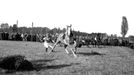 Závodníci během dostihu Velká pardubická, 20. října 1946, Pardubice. Kůň na trati při překonávání překážky, v pozadí přihlížející dav.