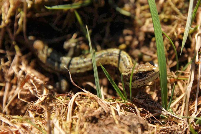 Šumava