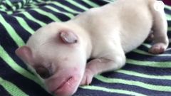 V Thajsku se narodilo štěně s jedním okem. Majitelé věří, že to znamená štěstí
