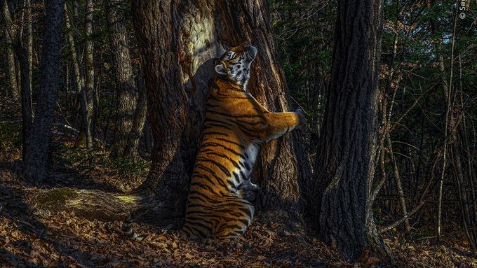 Když tygřice objímá stromy. Vévodkyně Kate vyhlásila nejlepší fotky přírody roku 2020