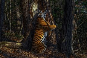 Když tygřice objímá stromy. Vévodkyně Kate vyhlásila nejlepší fotky přírody roku 2020