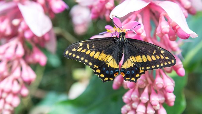Pestrobarevná krása. V pražské Botanické zahradě opět volně létají tropičtí motýli