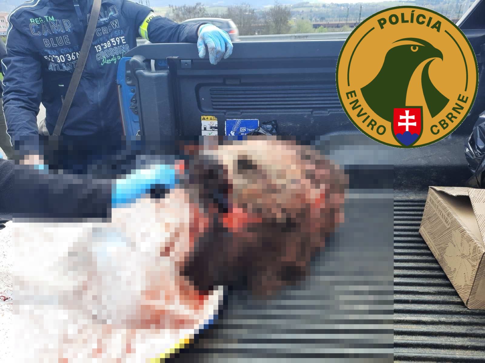 Policisté zadrželi tři Čechy, kteří ve svém motorovém vozidle převáželi nelegálně odchycenou samičku chráněného medvěda.