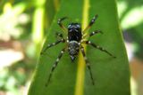 Pavouk skákavka (z čeledi Salticidae), typický představitel pavouka lovícího mravence i listožravý hmyz v korunách stromů. Papua Nová Guinea, nížinný les, Wanang.