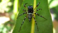 Pavouk skákavka (z čeledi Salticidae), typický představitel pavouka lovícího mravence i listožravý hmyz v korunách stromů. Papua Nová Guinea, nížinný les, Wanang.