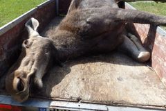 V jižních Čechách srazilo auto dalšího losa. Vědci požadují zvláštní značku, která varuje řidiče