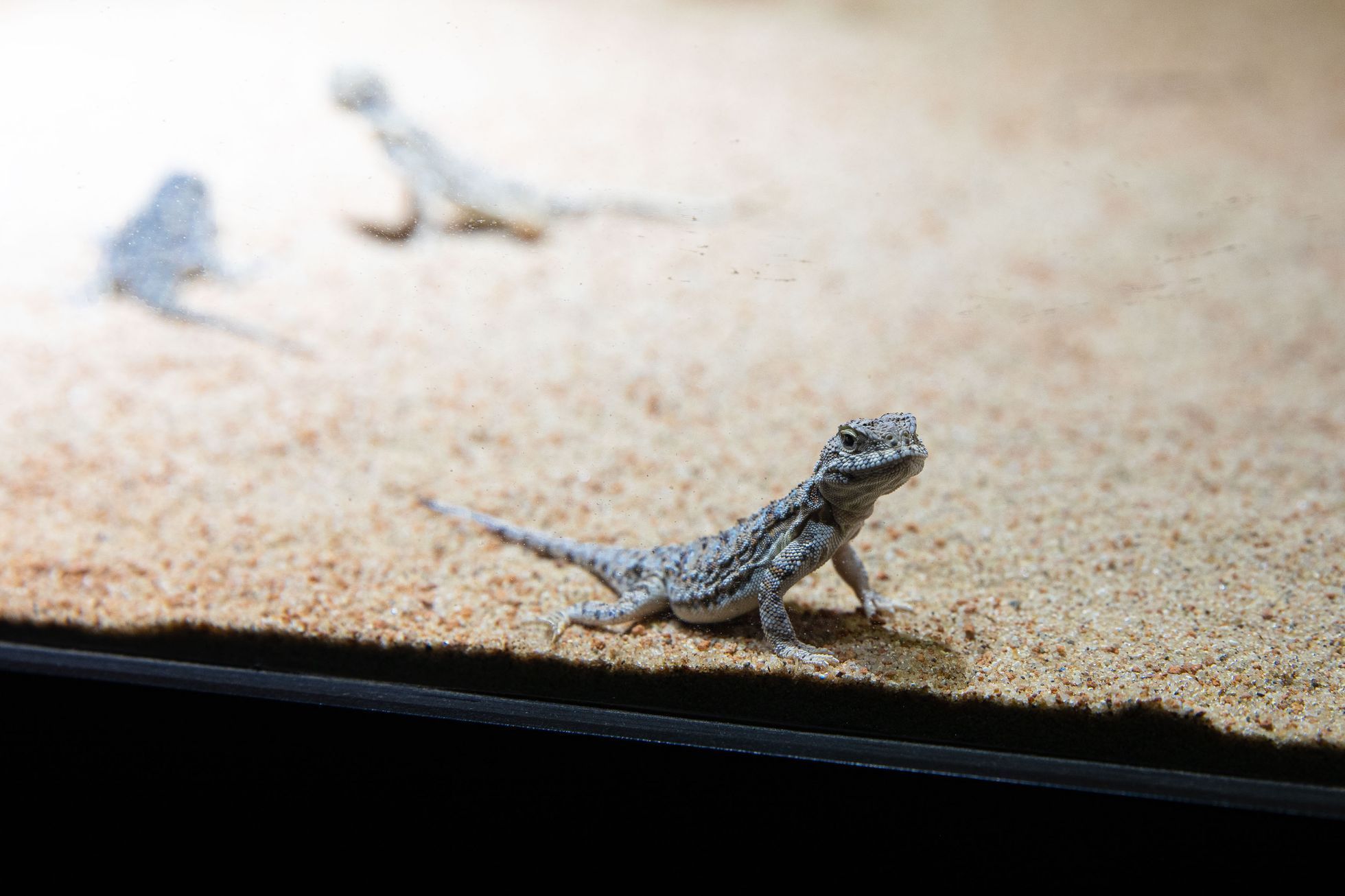 Pražská zoo, nová expozice a pavilon Gobi, koně převalského