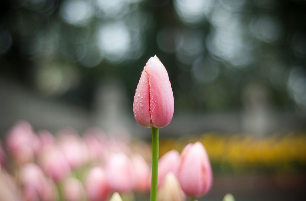 Tulipán, květnové zajímavosti, žena.cz
