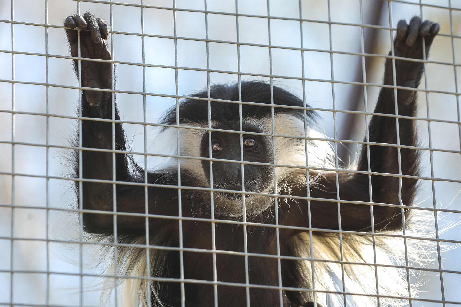 Uzavřená Zoo Dvůr Králové kvůli nouzovému stavu