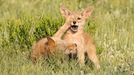 Comedy Wildlife Photography Awards - ukázky snímků z ročníku 2022