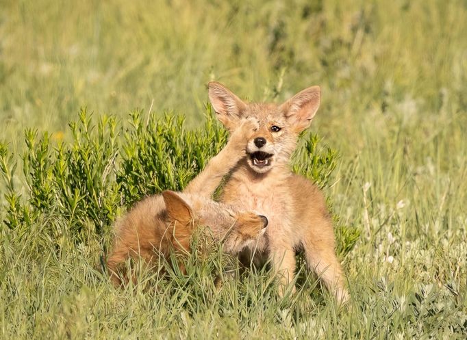 Comedy Wildlife Photography Awards - ukázky snímků z ročníku 2022