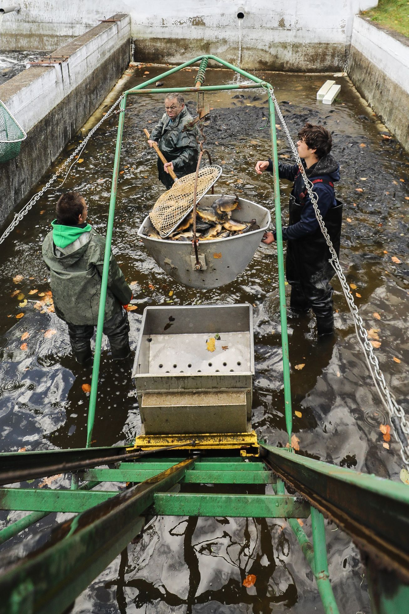 Podnikatel Jan Čulík, Tábor, výlov kaprů, biokapr, vaření, kuchyně, restarauce, gastro