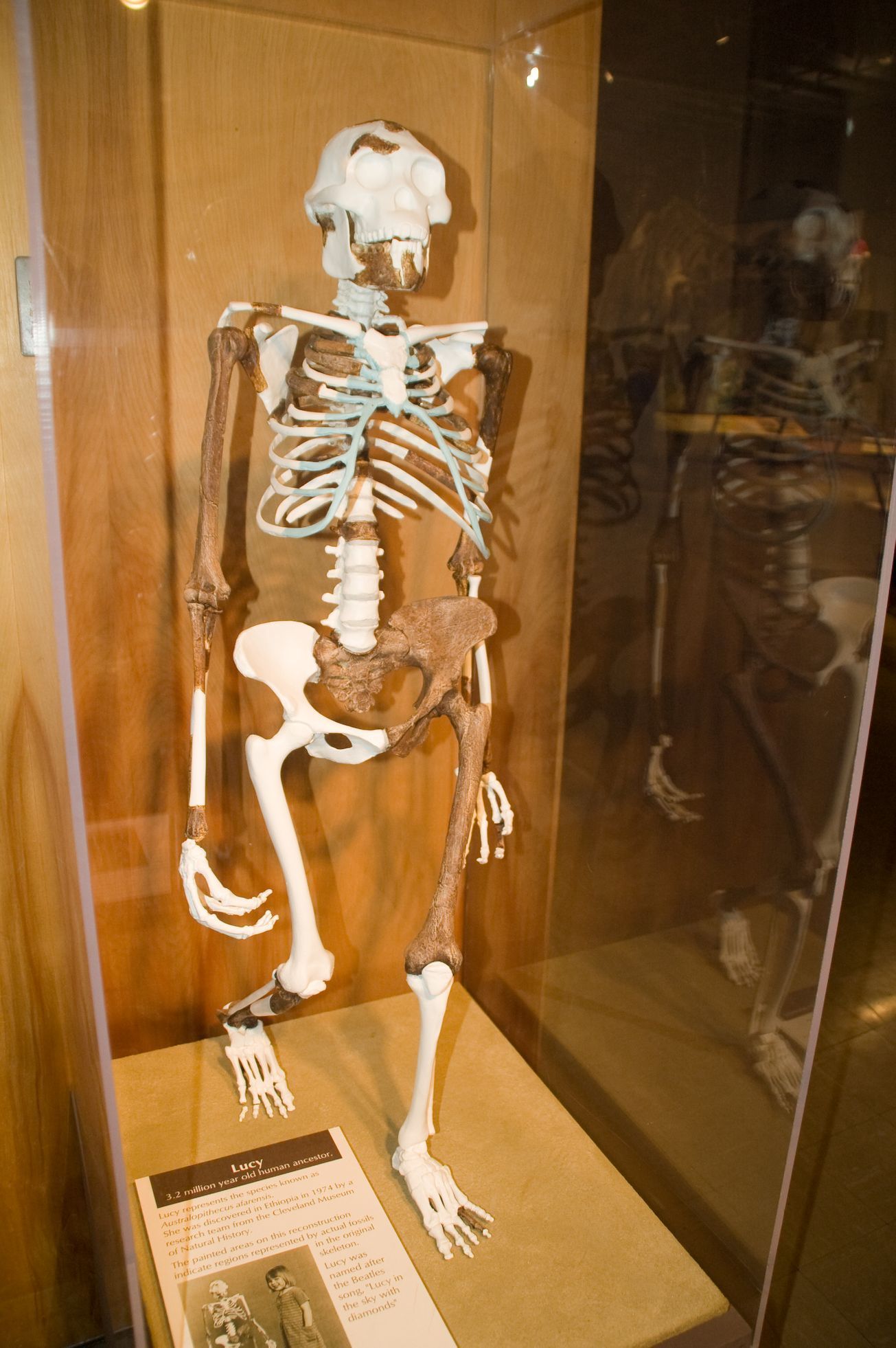 Lucy - Australopithecus