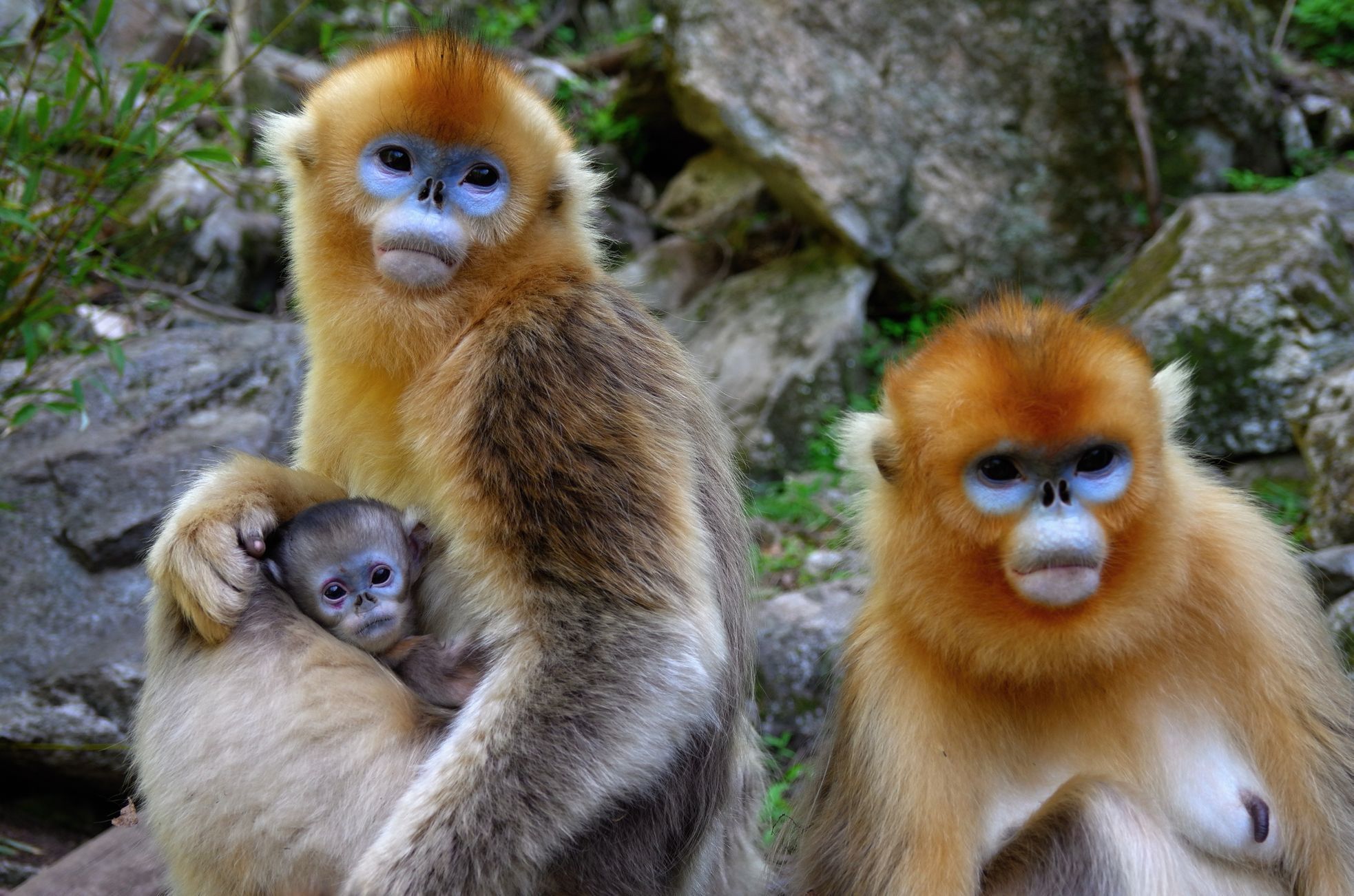 V&nbsp;nové expozici najdou domov i languři čínští