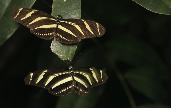 A heliconius charitonius butterfly flies as another rests on a leaf in Butterfly Garden in La Guacima, northwest of San Jose, May 14, 2012. According to the owner Joris Brinkerhoff, who is from the U.S and has more than 29-years of experience dedicated to the export of butterfly cocoons, more than 80,000 cocoons of 70 different species are exported every month from Costa Rica to Europe, Asia, Canada, Mexico and the United States, with prices of the cocoons ranging from $3 to $10 each. REUTERS/Juan Carlos Ulate (COSTA RICA - Tags: BUSINESS SOCIETY ANIMALS) Published: Kvě. 15, 2012, 5:11 dop.