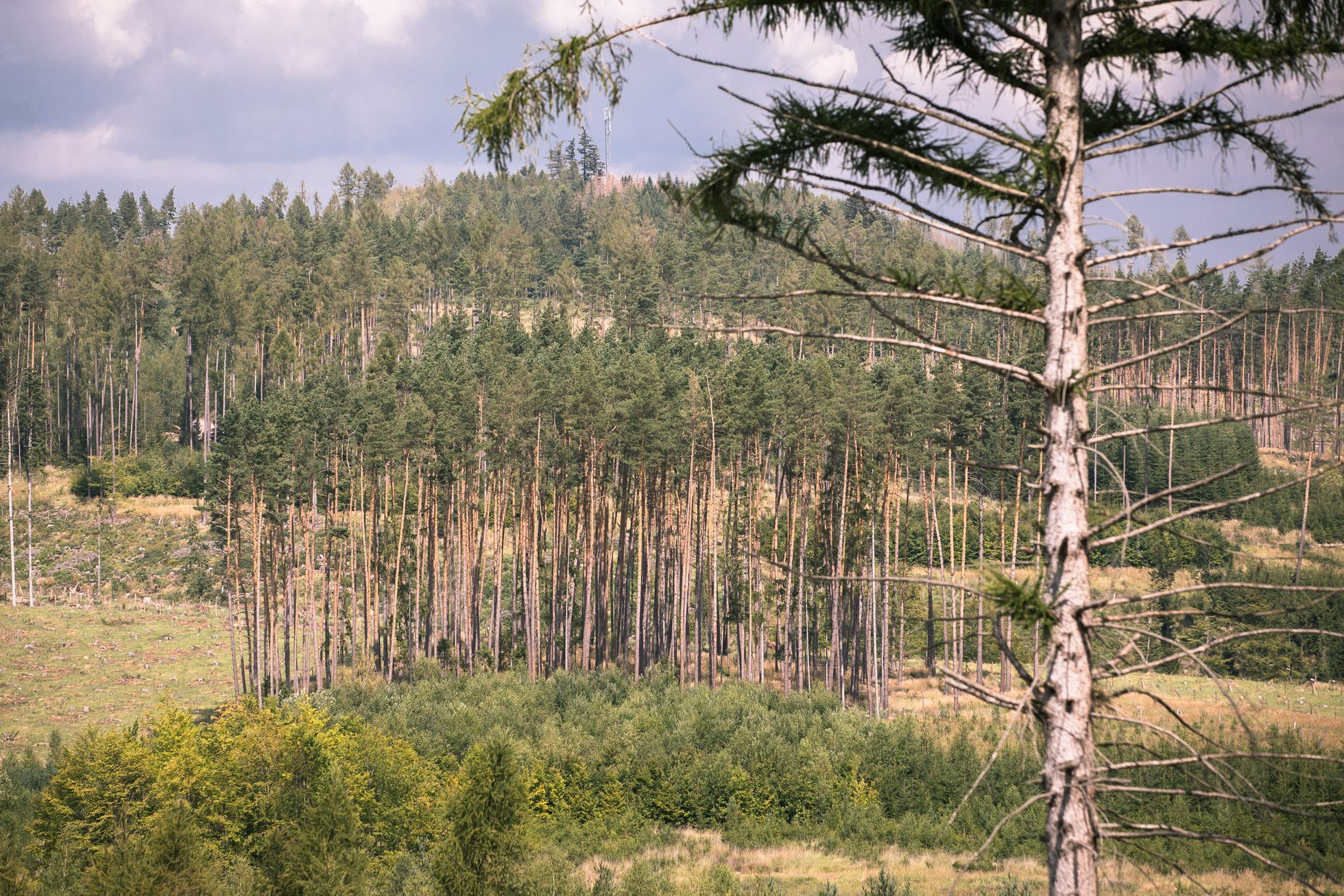 Těžba dřeva, les, kůrovec, krajina, dřevo, strom, pařez, polom, mýtina, Vysočina