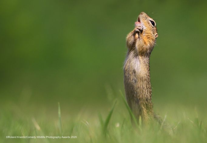 Vítězné snímky ze soutěže Comedy Wildlife Photography Awards 2020