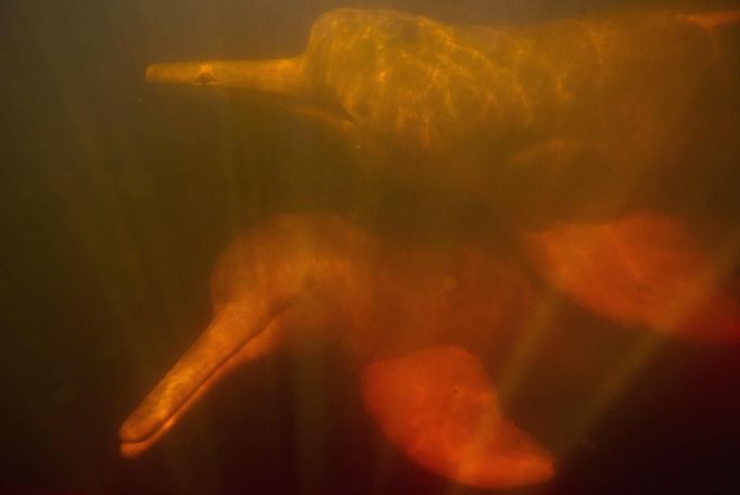 Two river dolphins, part of "Bototherapy" practice, are seen at Arau River in Amazon August 22, 2012. The "Bototherapy", a "Rolfing" therapeutic practice assisted by river dolphins, was developed by Igor Andrade, a physiotherapist, and the treatment is free for children with disabilities or disorders from low income families. Picture taken August 22, 2012. REUTERS/Bruno Kelly (BRAZIL - Tags: SOCIETY HEALTH) Published: Srp. 28, 2012, 2:02 dop.