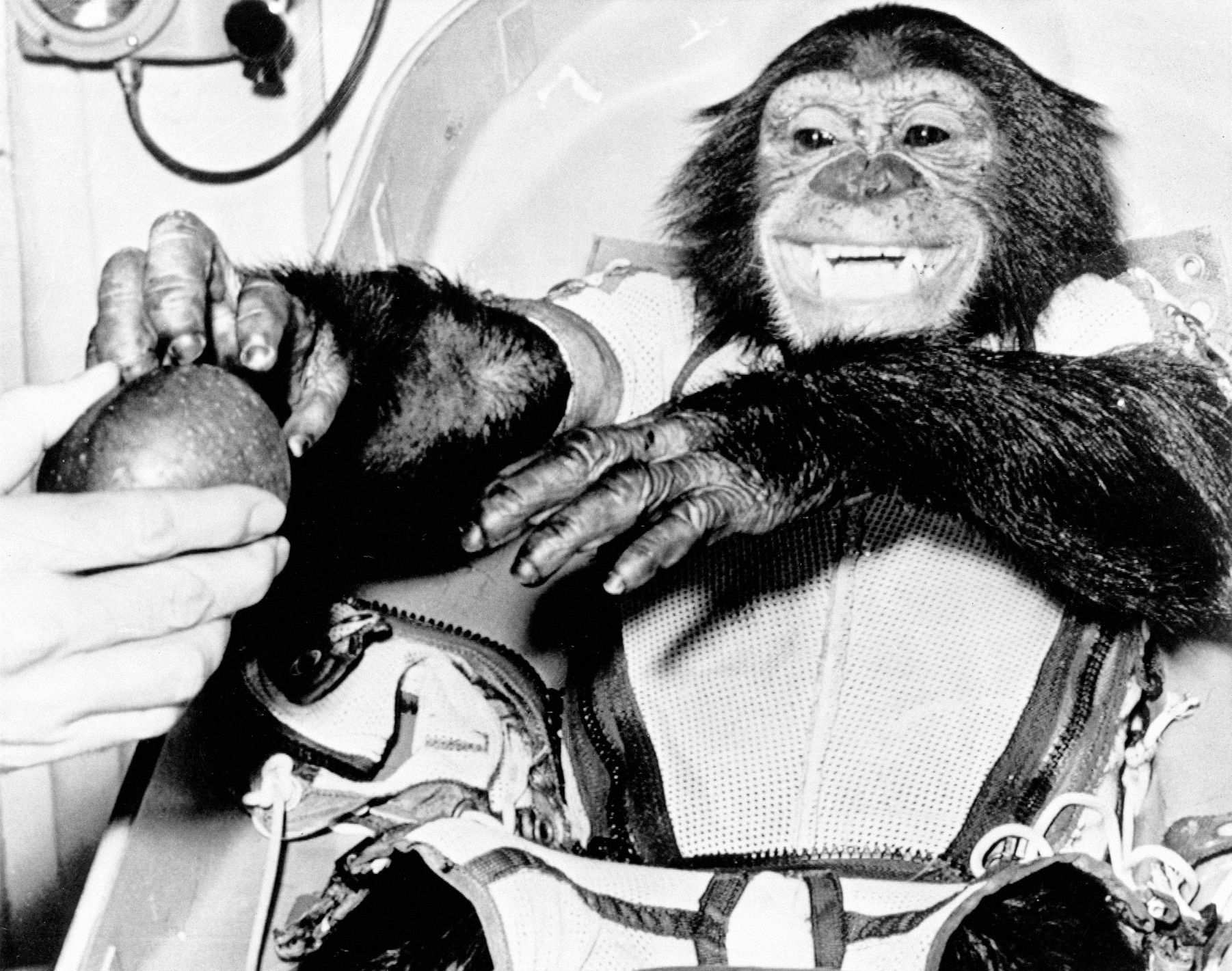 Jednorázové užití / Fotogalerie / Uplynulo 60 let od chvíle, kdy ve vesmíru šimpanz Ham předběhl Gagarina