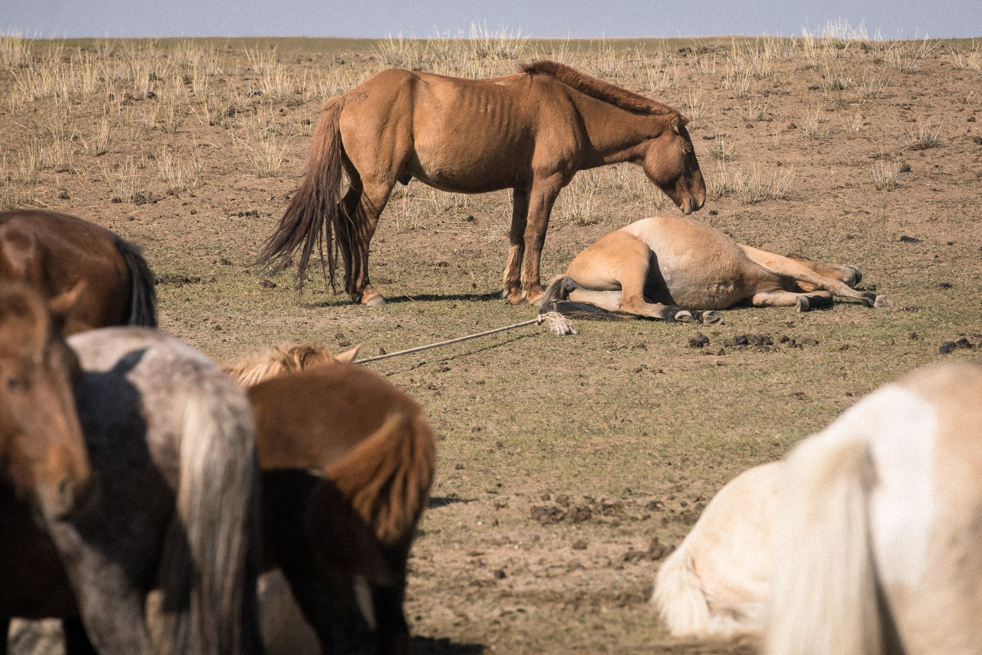Mongolsko, mongolové, pastevci, pastevec, jurta, kůň, koně, poušť Gobi