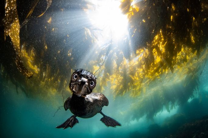 Vítězové soutěže Underwater Photographer of the Year 2024