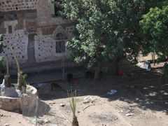 Kozy si pochutnávají nejspíše na igelitových sáčcích uprostřed hlavního města Sana'a