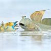 Wildlife Photographer of the Year 2023. Snímky nominované na cenu veřejnosti People Choice Award