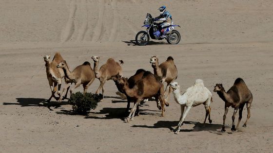 Velbloudi, stopaři i boj o život. Premiérový saúdskoarabský Dakar se blíží do cíle