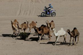 Velbloudi, stopaři i boj o život. Premiérový saúdskoarabský Dakar se blíží do cíle