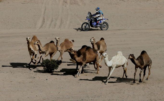 Rallye Dakar 2020, 2. etapa: velbloudi