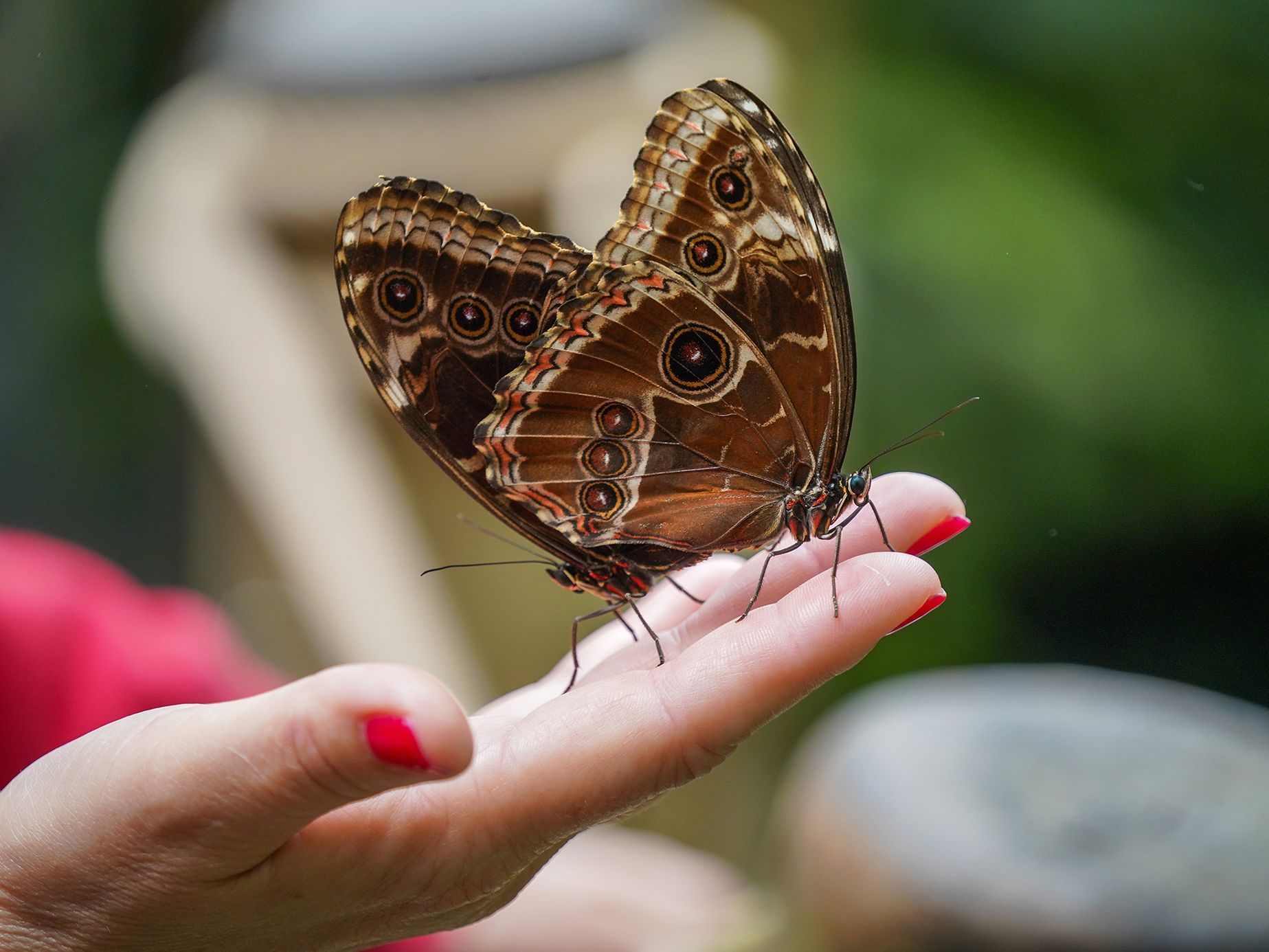 Motýli v Botanické zahradě v pražské Tróji, květen 2023