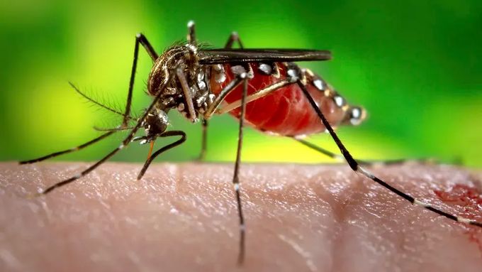 Komár tygrovaný pochází z Jihovýchodní Asie. Přenáší na člověka některé nebezpečné nemoci - horečku dengue, žlutou zimnici a další.