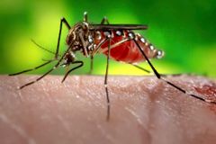 Ohroženi klimatem: Německo se potýká s exotickými komáry, svědčí jim vlny veder