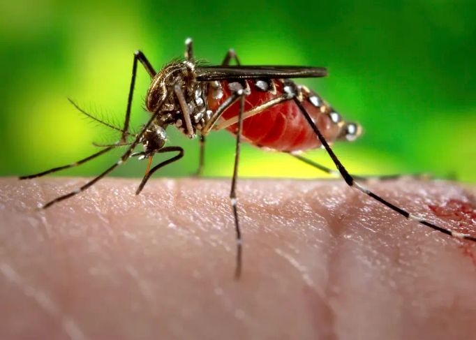 Komár tygrovaný pochází z Jihovýchodní Asie. Přenáší na člověka některé nebezpečné nemoci - horečku dengue, žlutou zimnici a další.