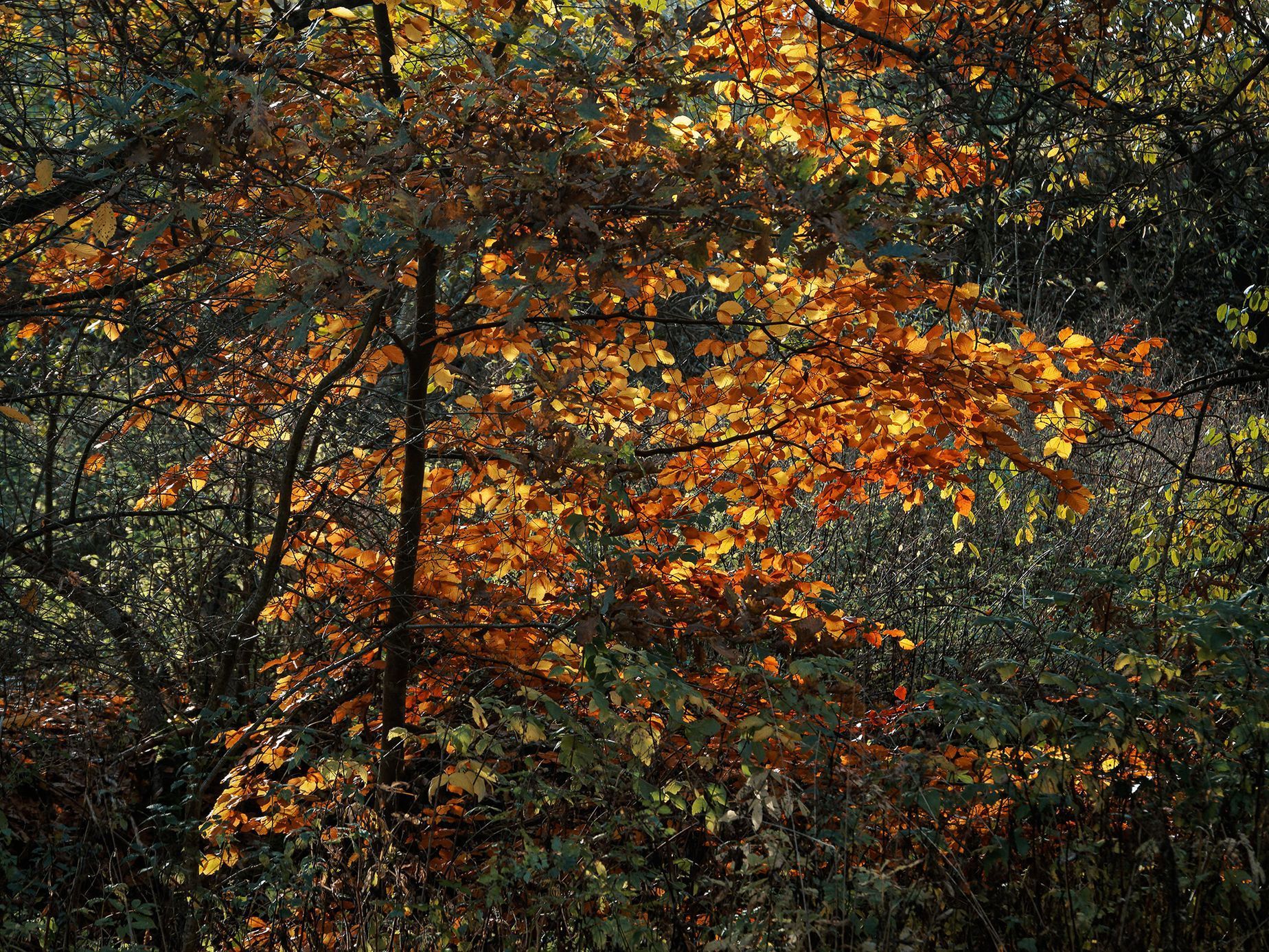 Mohyly z doby bronzové u Velké Dobré na Kladensku, podzim