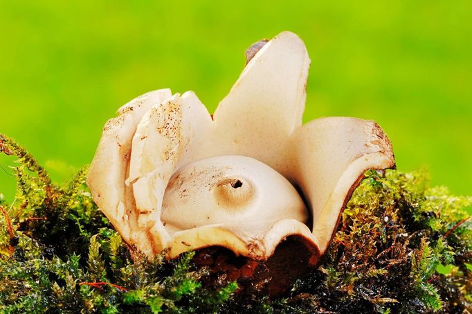 Hvězdovka trojitá (Geastrum triplex)