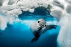 Nejlepší podmořské fotky roku: Zvědavý tuleň, vzácní delfínovci a spousta krásy