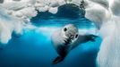 Vítězné fotografie ze soutěže Underwater Photographer of the Year 2023