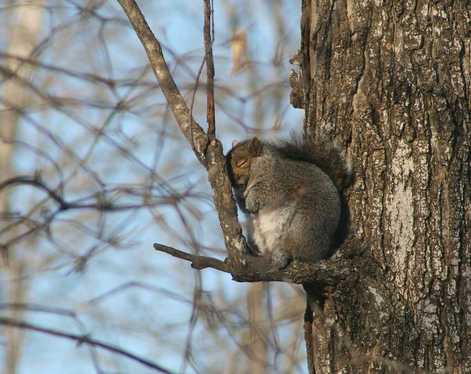 Comedy Wildlife Photography Awards - ukázky snímků z ročníku 2022